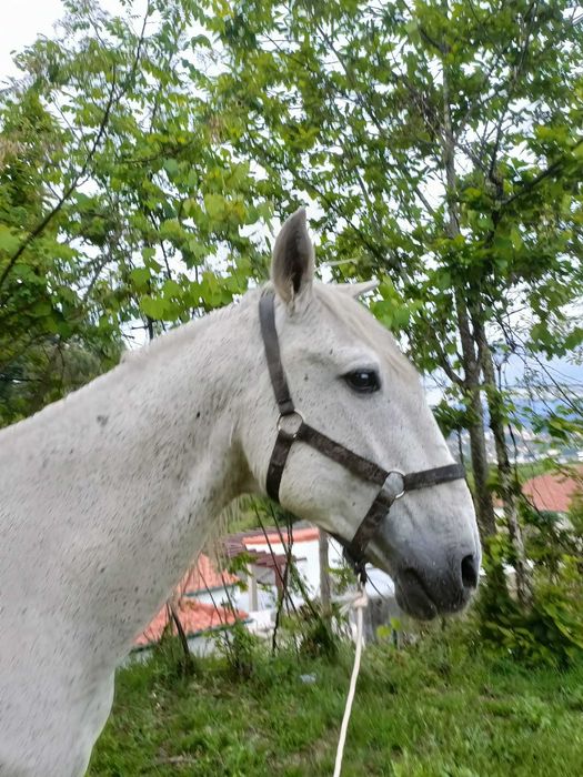 Vendo cavalo inteiro montado e engatado