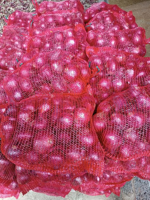 Cebula czerwona.