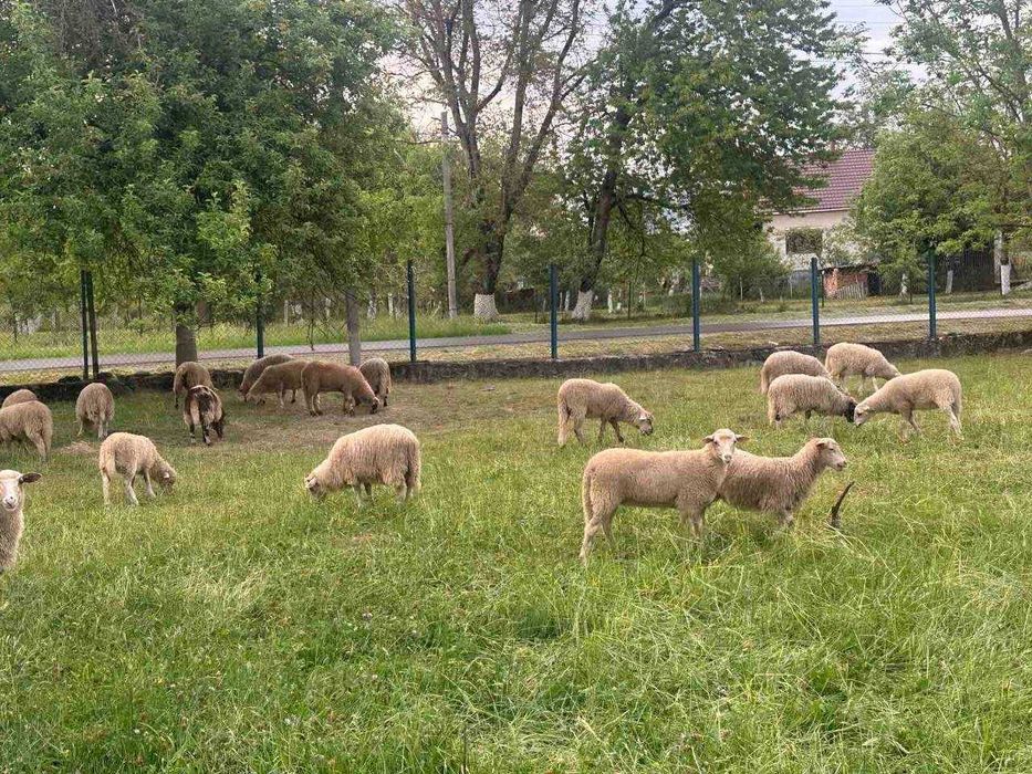 Продаються молоді баранчики, вівці
