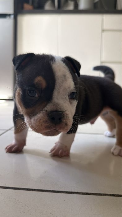 American Bully Pocket