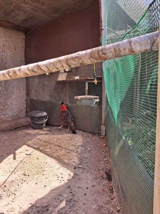 Casal de tragopan satyr