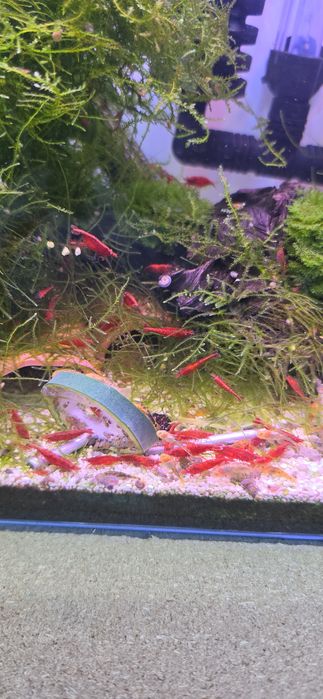 Camarões neocaridina vermelhos red fire juvenis