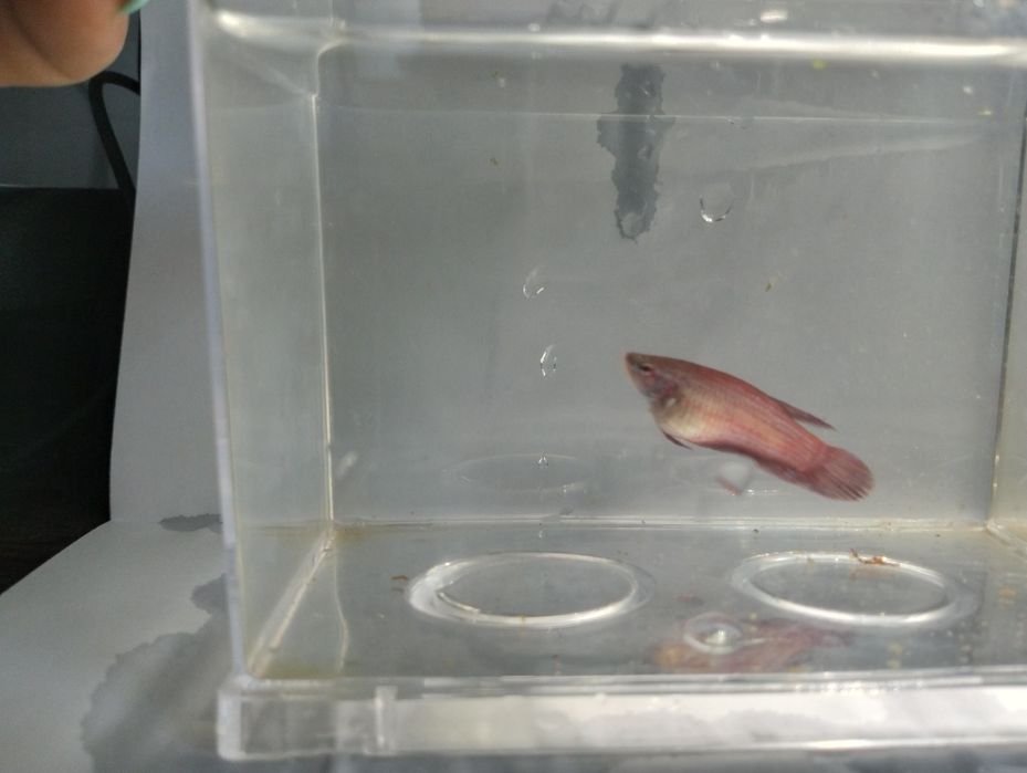 Bettas fêmeas variadas cores