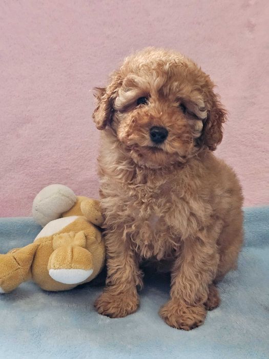 Хлопці той пудель