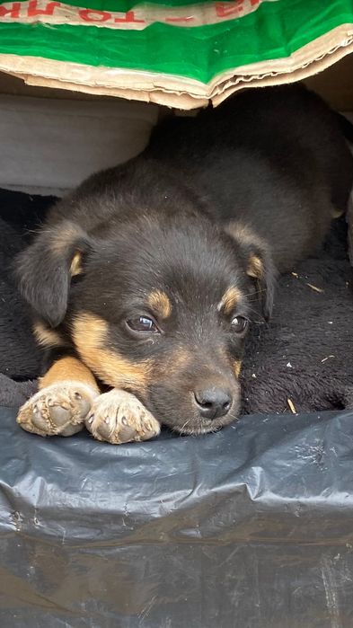 Маленьке цуценя шукає дім