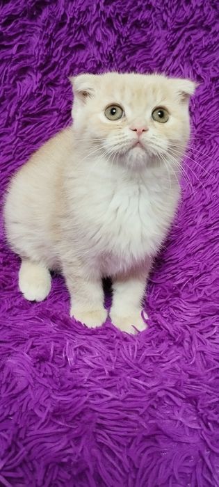 Шотландська скоттіш фолд дівчинка