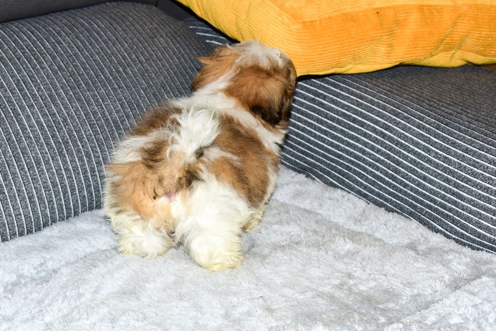 Shih-tzu Bicolor Macho