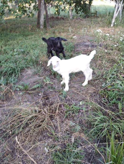 Продам козенят ламанчонубійки, родились180724  звертатись за тел.06347