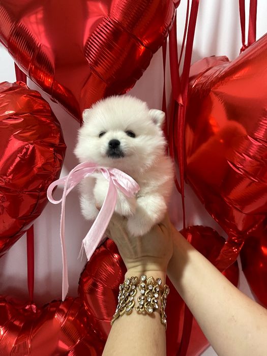 Померанські шпіци  любов без кордонів