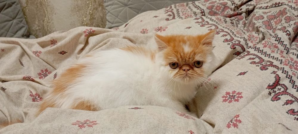 Продам дуже гарного кота