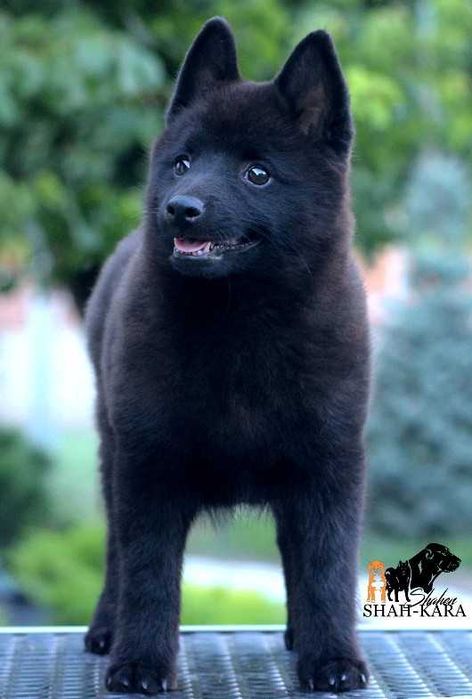 Шипперке хлопчик (розплідник)