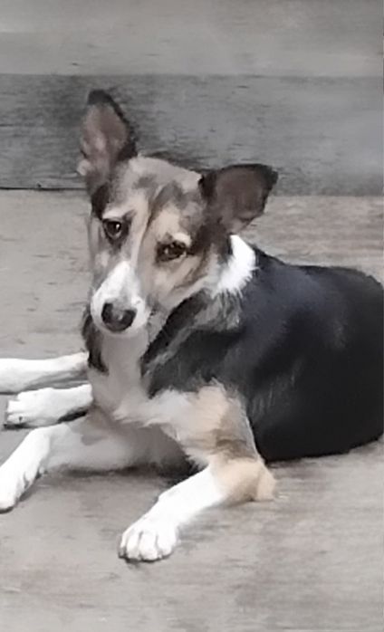 Отдам даром в добрые руки собачку метис небольшой породы