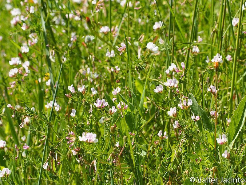 Seradela, nasiona paszowe, cert. Eko.