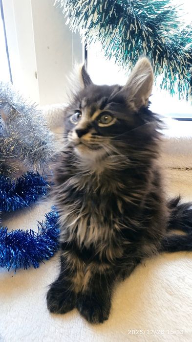 Котятки    мейн-кунятки- лучший подарок