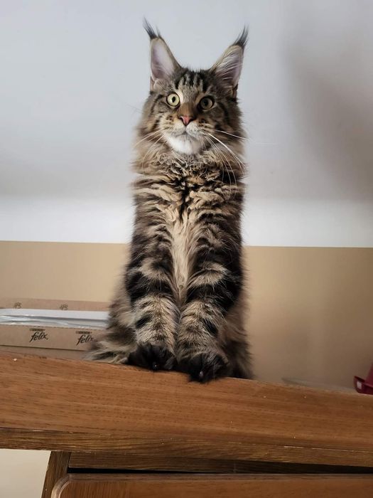 Kocurek rasy Maine Coon z prawdziwym rodowodem