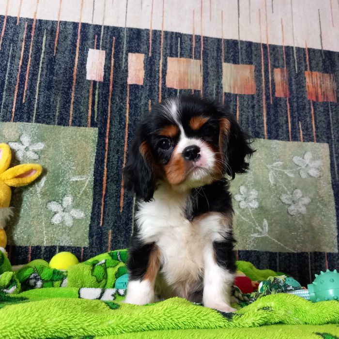 Кавалер кінг чарльз спаніель