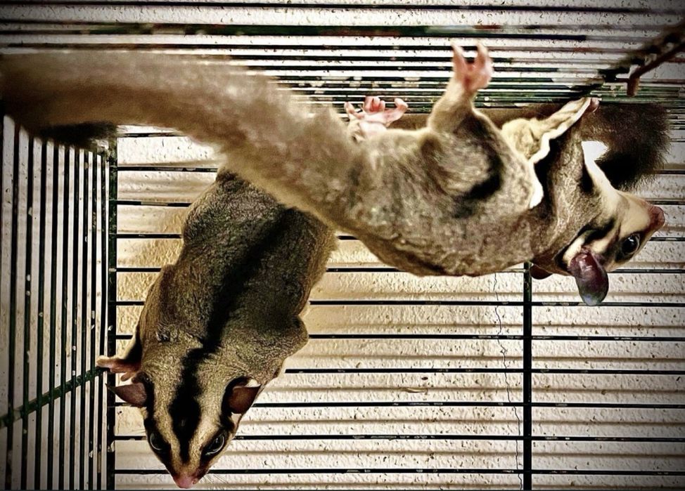 Gaiola para petauro