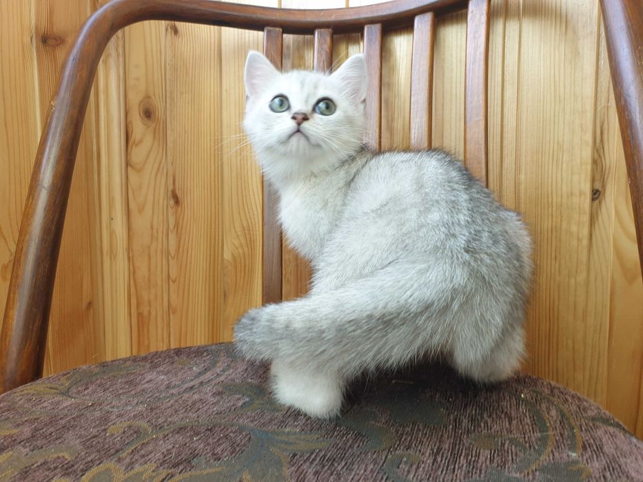 Шотландские котята