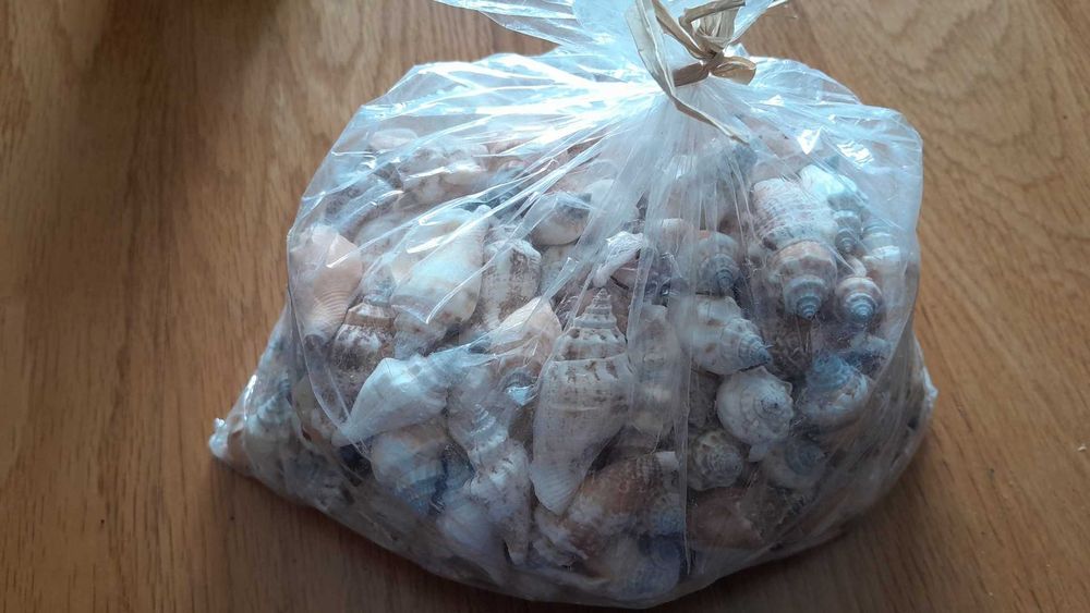 Búzios mini decoração