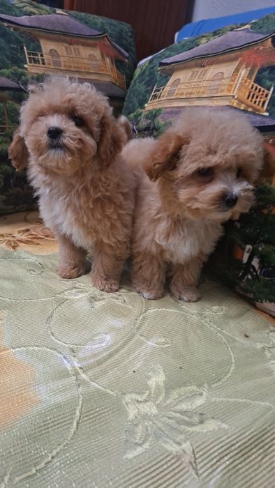 Шикарные мальтипу