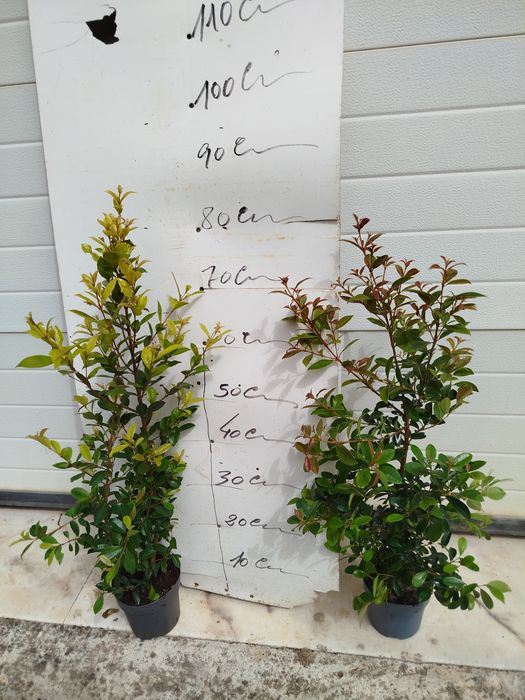 Plantas eugeneas