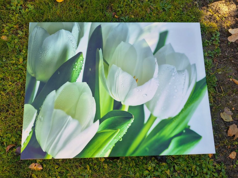 Obraz białych tulipanów