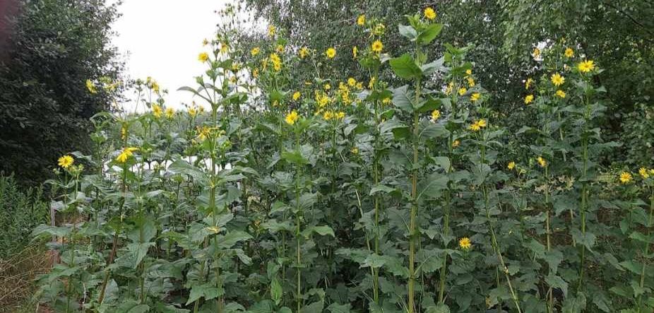 Rożnik Przerośnięty Nasiona 100g