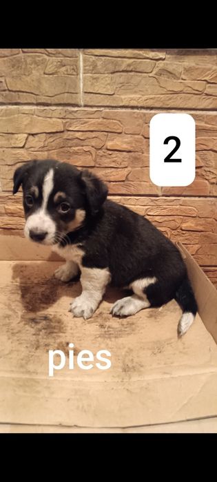 Bordery collie pieski