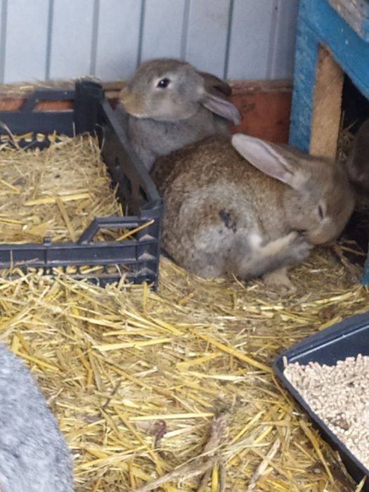 Молодняк кролика