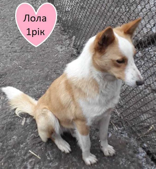 Стерилізована Лола в добрі руки