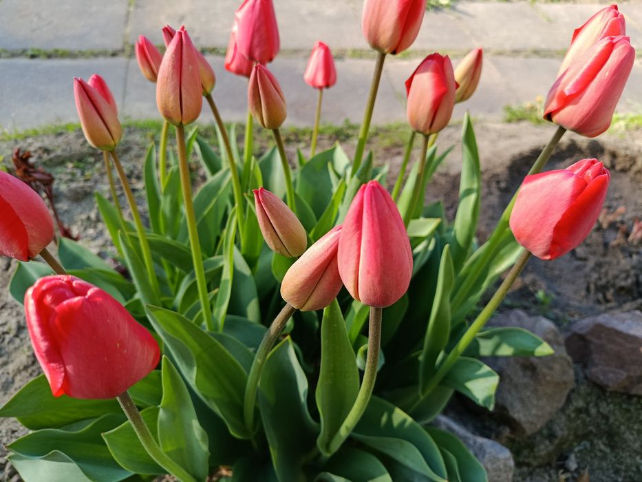 Продам тюльпани на зріз.