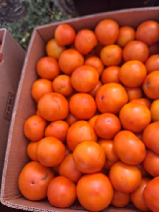 продам помидор асвон