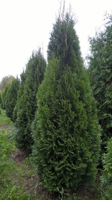 SZMARAGD tuje tuja ZIELONA 2,5 metra-szeroka na 80 cm-CENA 130 zł.