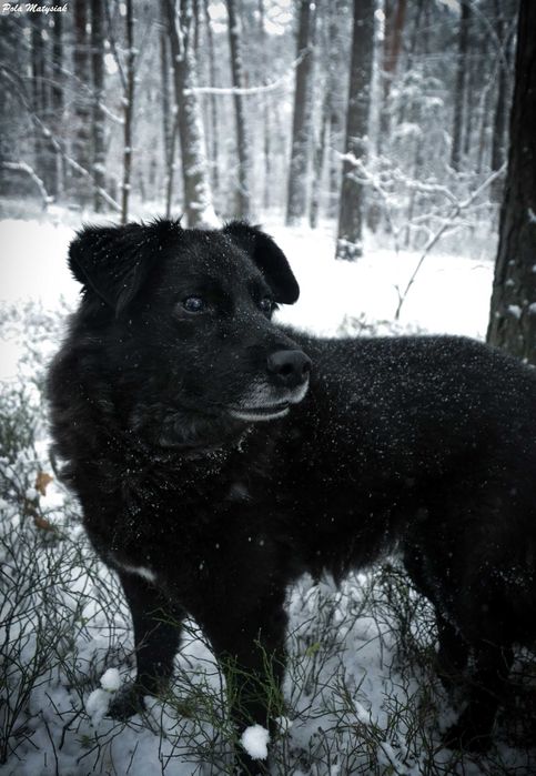 Bratek w 2019 roku  został złapany na polu