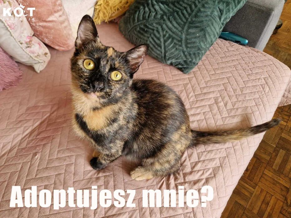 Piękna, młoda szylkretka do adopcji.