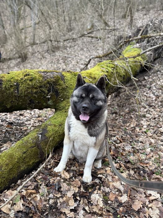 Акіта американська вязка