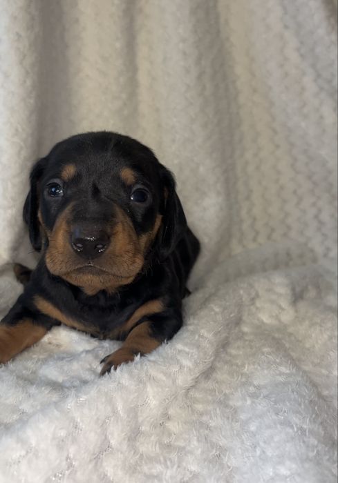 Szczeniak Jamnik krótkowłosy