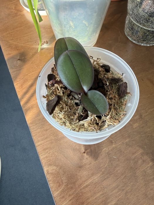 Орхідея підліток Unicorn (єдиноріг) з квітконосом