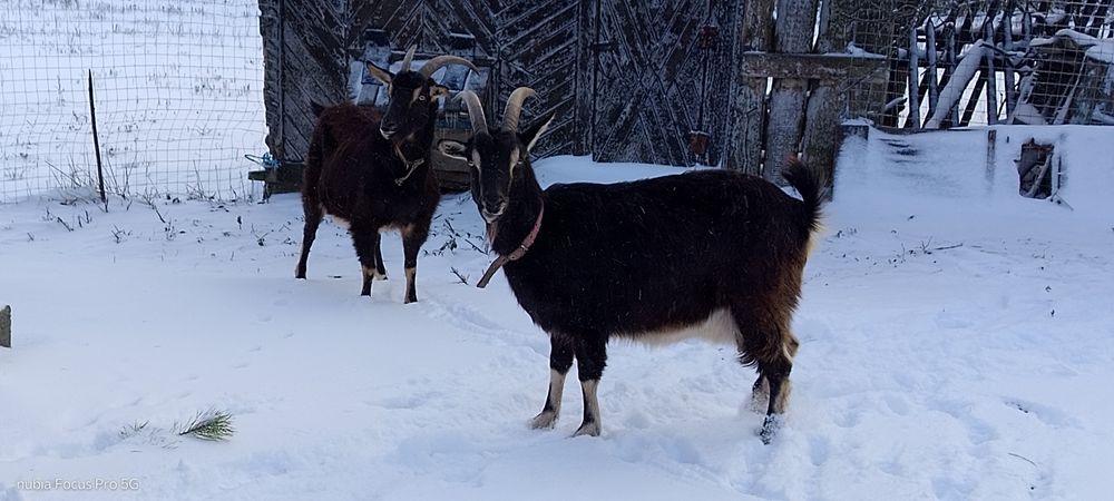 Кози американские альпийки