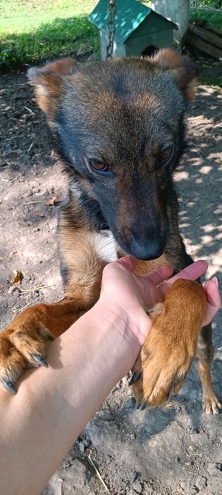 Продається Німецька вівчарка-метис