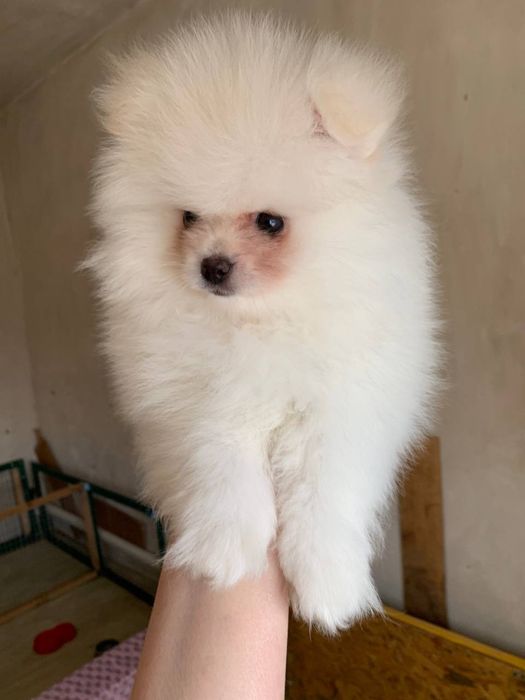 Померанський шпіц хлопчик щеня. Померанский шпиц мальчик щенок