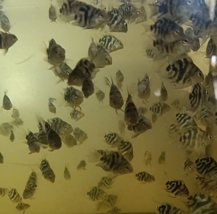 Pielęgnica papuzia Tiger