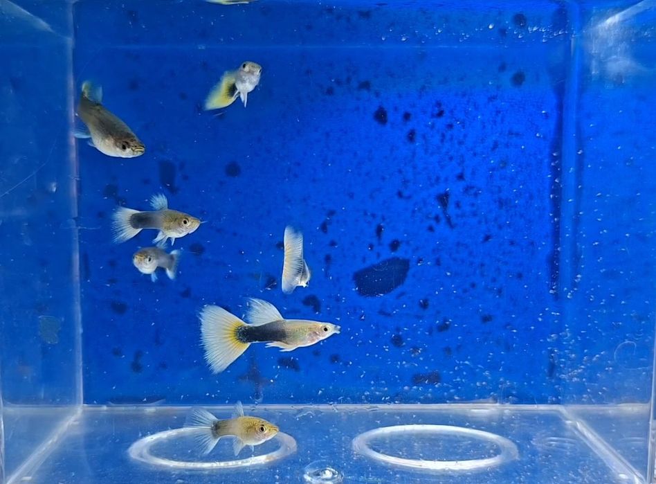 Guppys  HB white