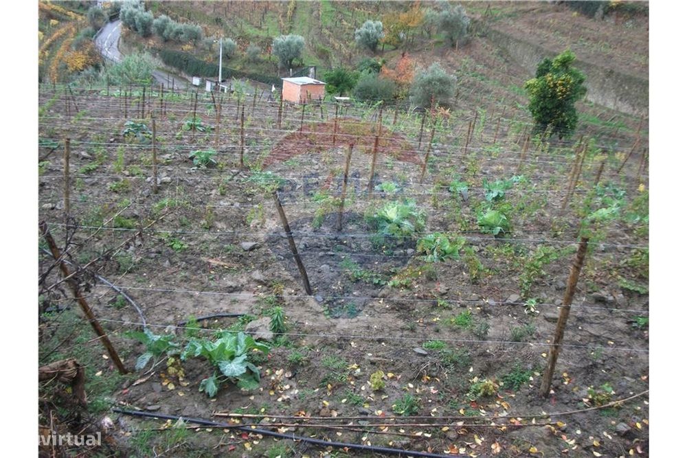 Terreno com vinha nova, campo e pomar — Vila Marim, Vila Real