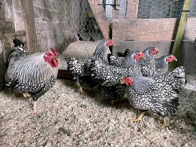 Яйце на інкубацію, курчата, Віандот: блакитне золото, срібло.