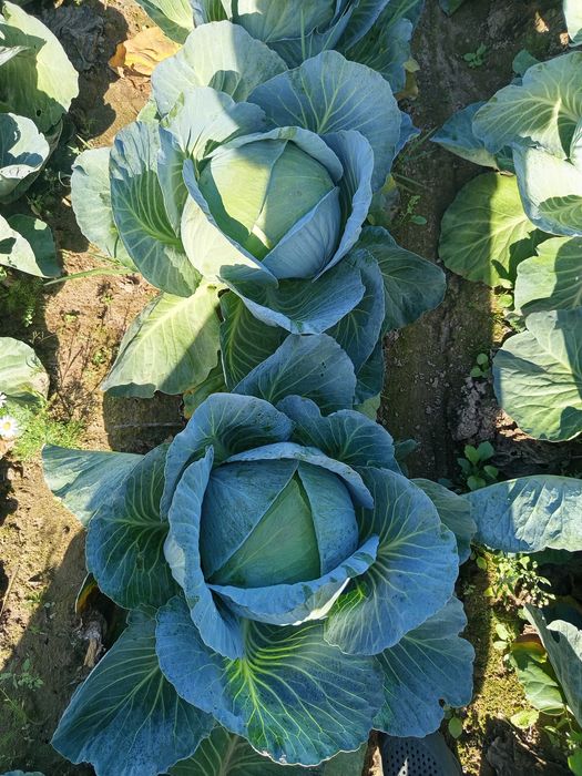 Продам капусту сорт агресор.