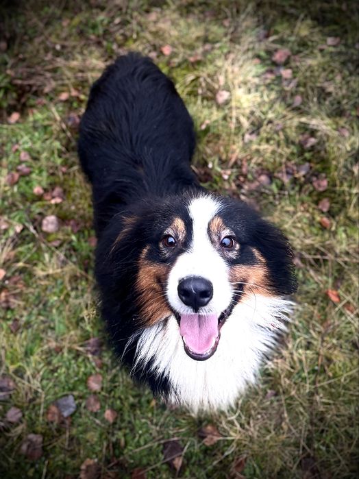 Owczarek Australijski