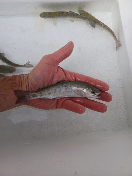 Pstrąg Palia . Okoń ,Sandacz , Jesiotr , Leszcz.