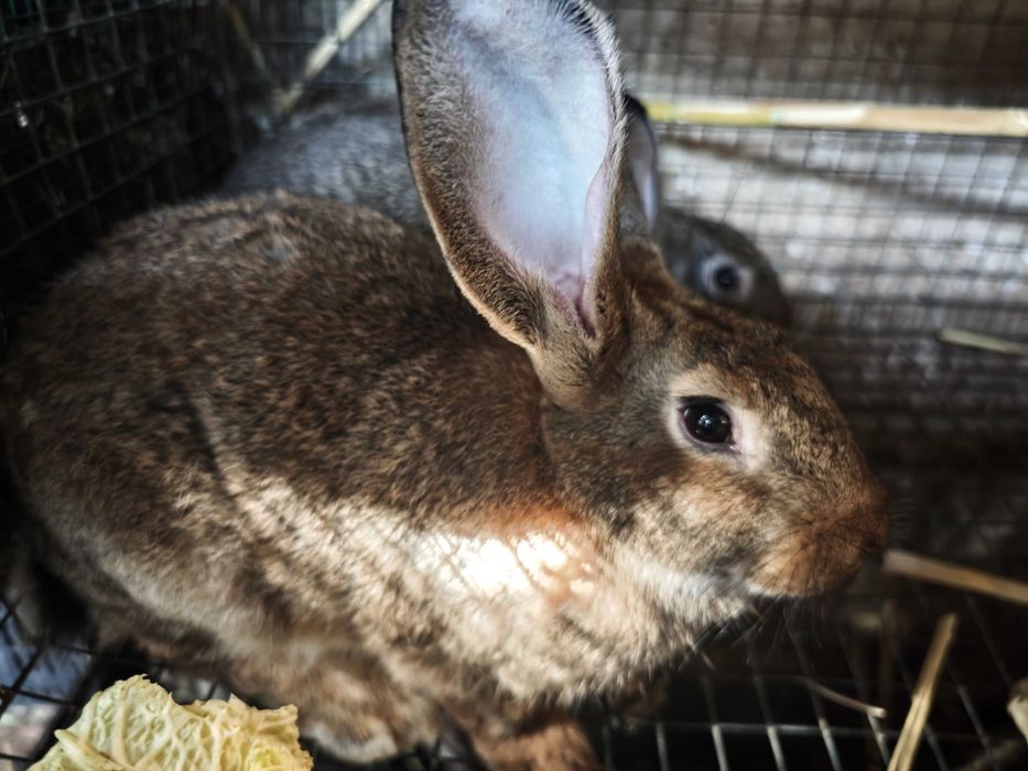 Coelhos novos e adultos