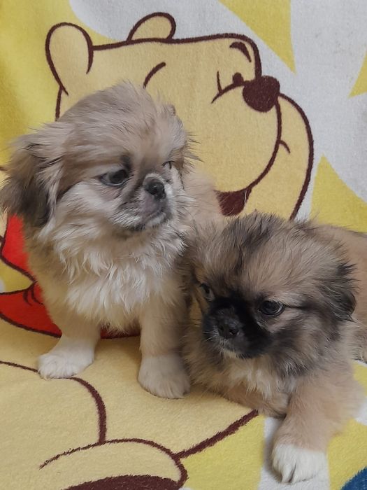 Продамо пекінесів